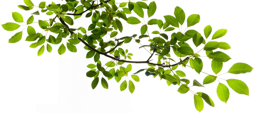 Green Leaves on Branch - Unlimited Download